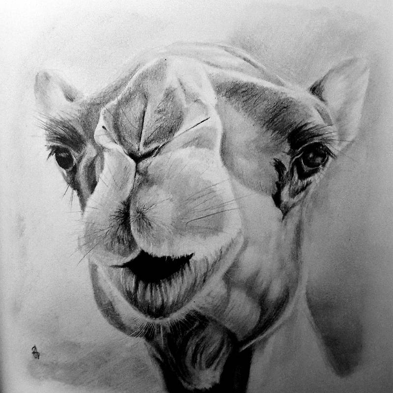 How To Draw A Camel Inspiration Sketch A Day