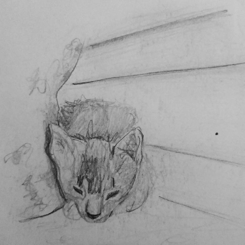 cat by enl (Pencil)