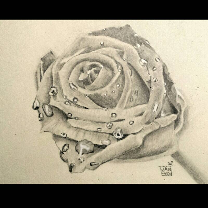 rose by DrawingHands (Pencil)