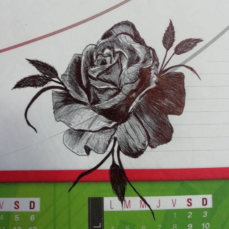 rose by Elsa6 (Pen)