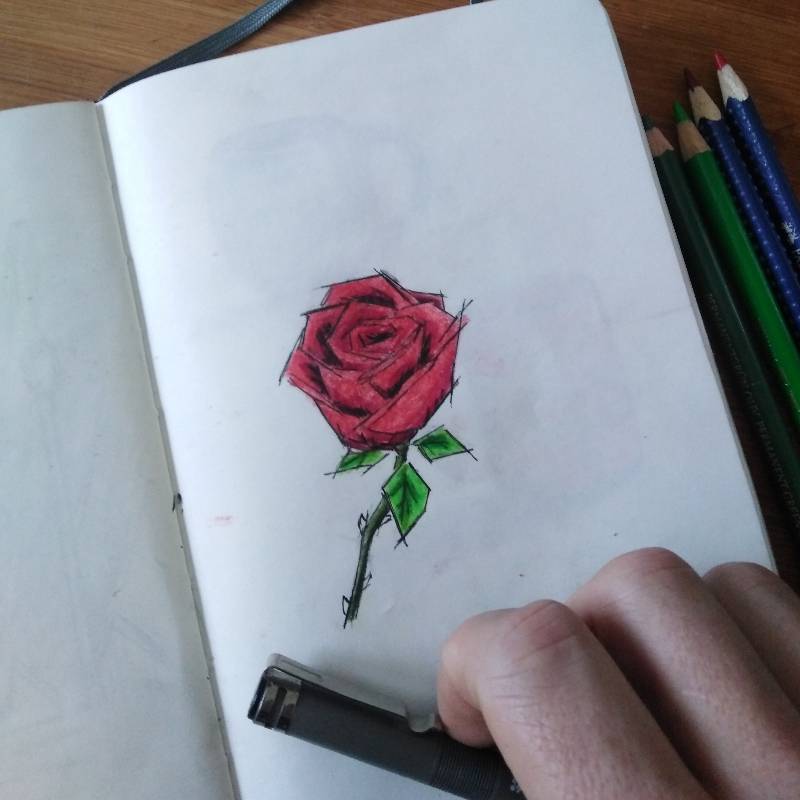 rose by mikrook (Colored pencil, Ink)