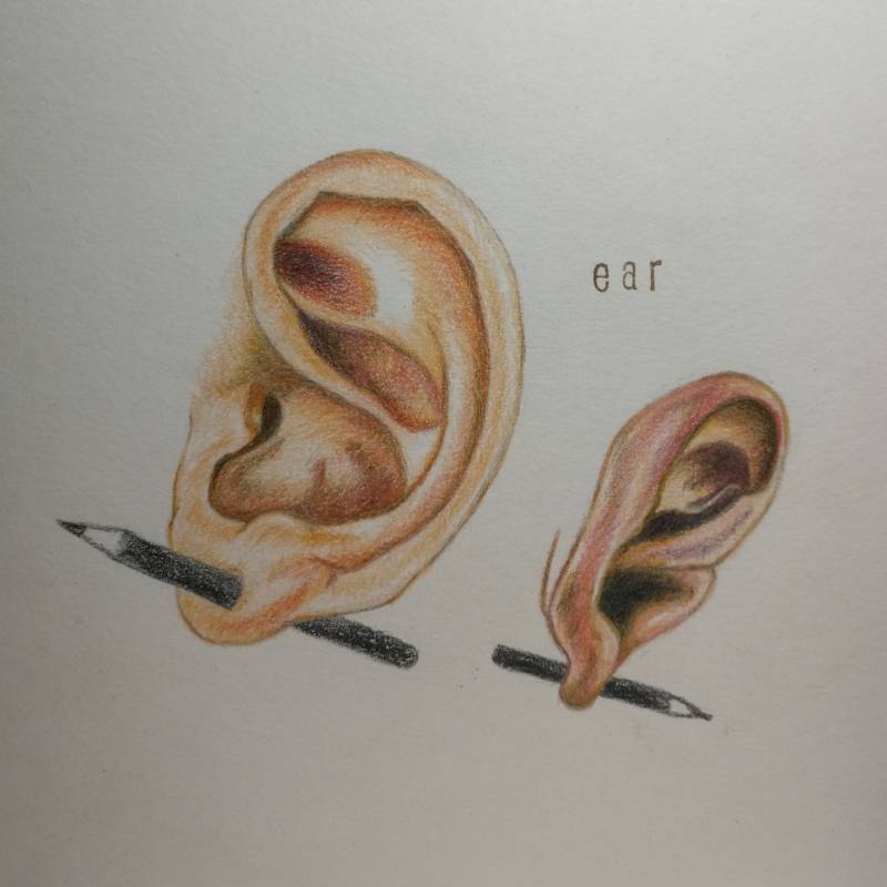 ear by Katerina_ (Colored pencil)