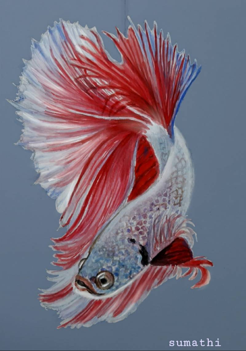 fish by sumelin (Watercolor, Digital)