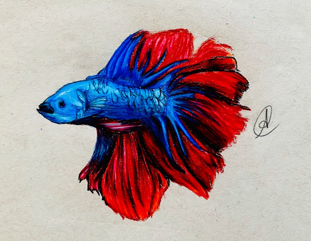 How to draw a fish · Sketch a Day