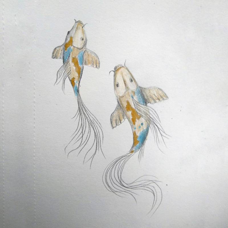 fish by Johnny_ (Pencil, Colored pencil)