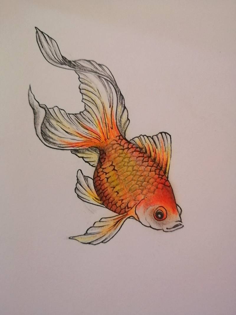 Neeraj Artist - Color Pencil fish drawing 🥰 | Facebook