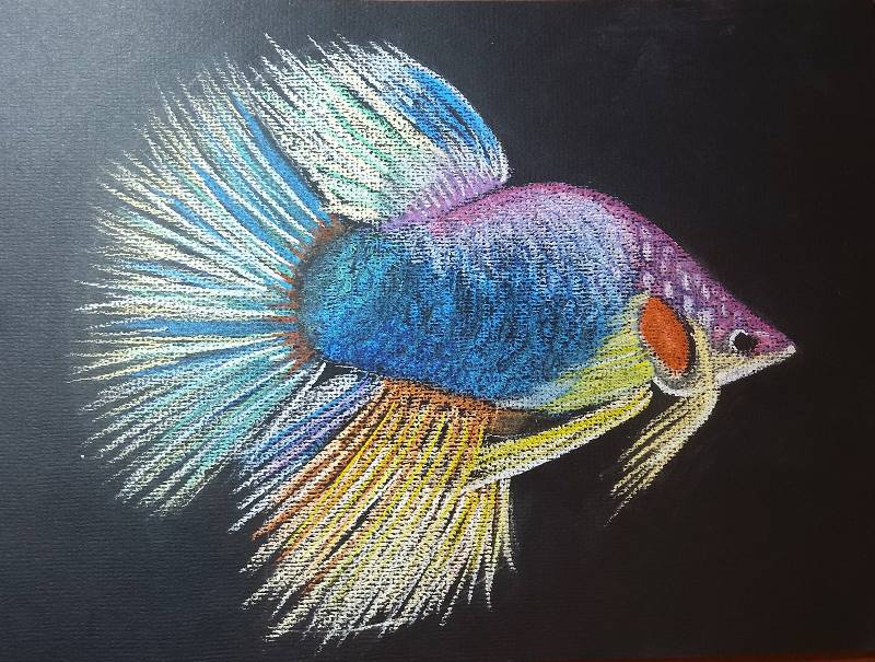 fish by JB___ (Soft pastel)