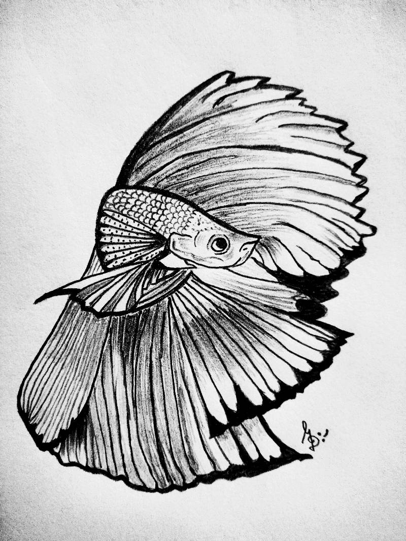 fish by color_your_dreams214 (Pencil, Pen, Ink)