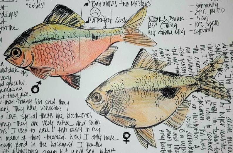 How to draw a fish · Sketch a Day