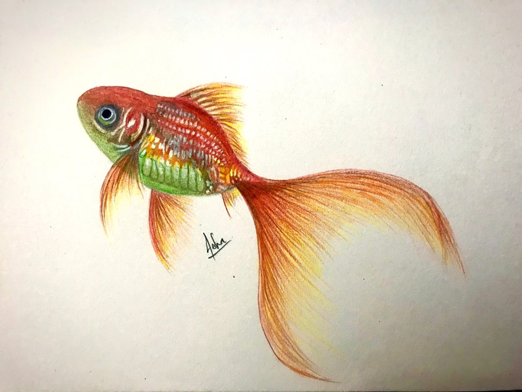 fish by ashav74 (Colored pencil)