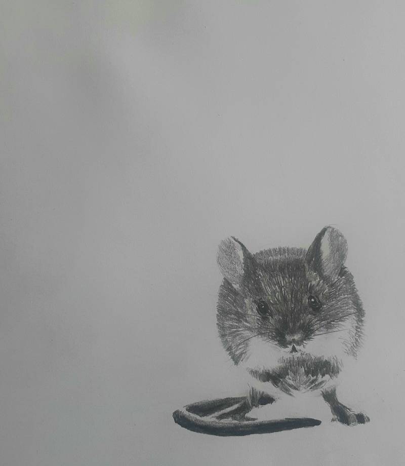 rodent by pizzaradiata (Pencil)
