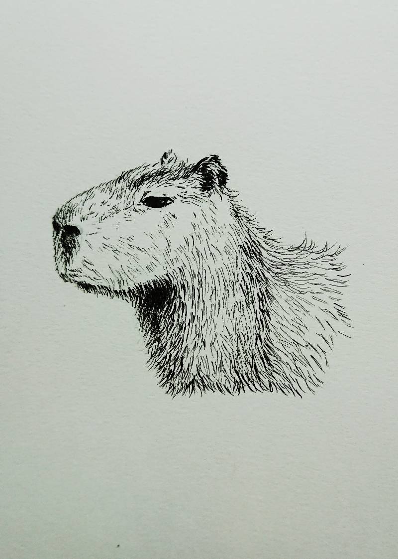 rodent by meidraws (Pen, Ink)