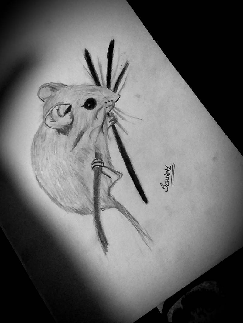 rodent by Scarlett_77 (Pencil)
