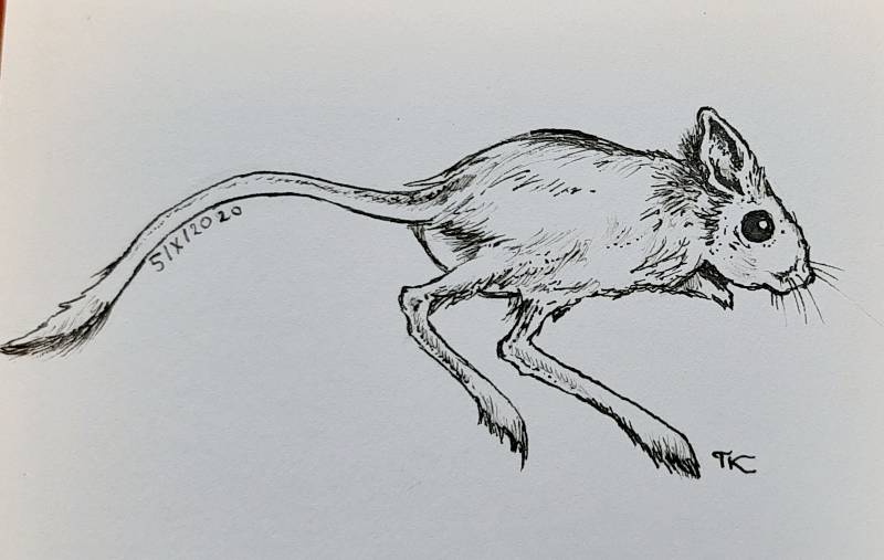 rodent by tamileexyz (Pen)