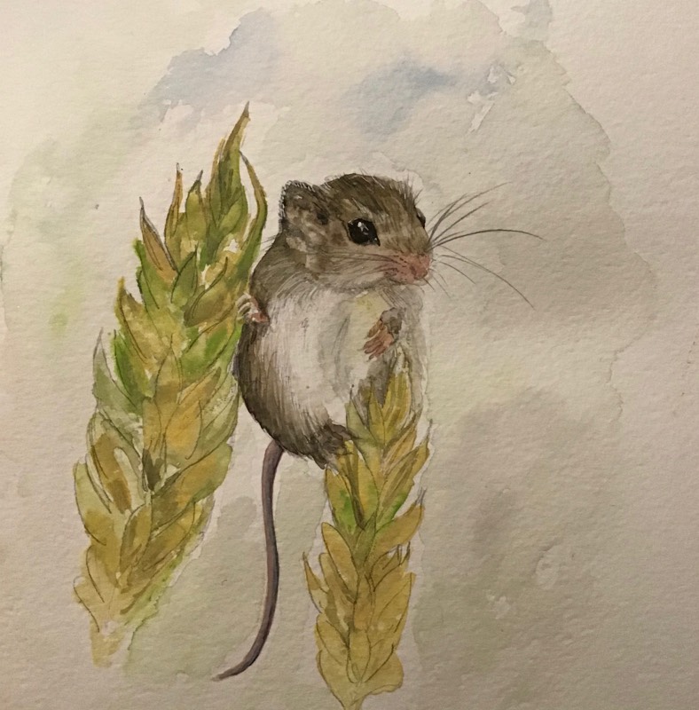 rodent by Sally (Watercolor)