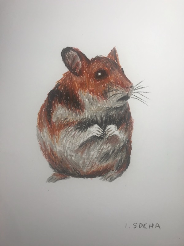rodent by Izowirus (Oil pastel)