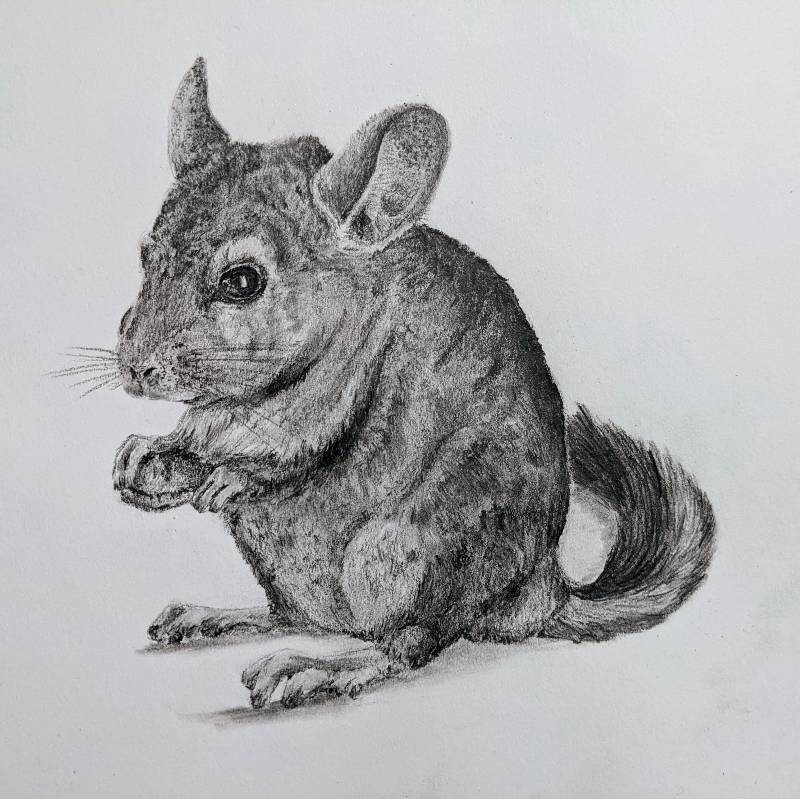 rodent by Elan28 (Pencil)