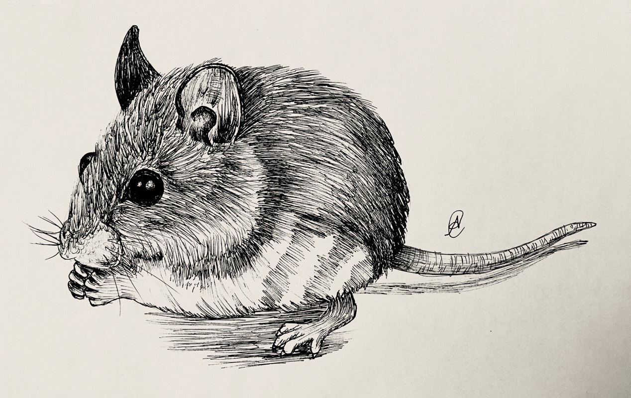 rodent by ARTISTIC (Pen, Ink)