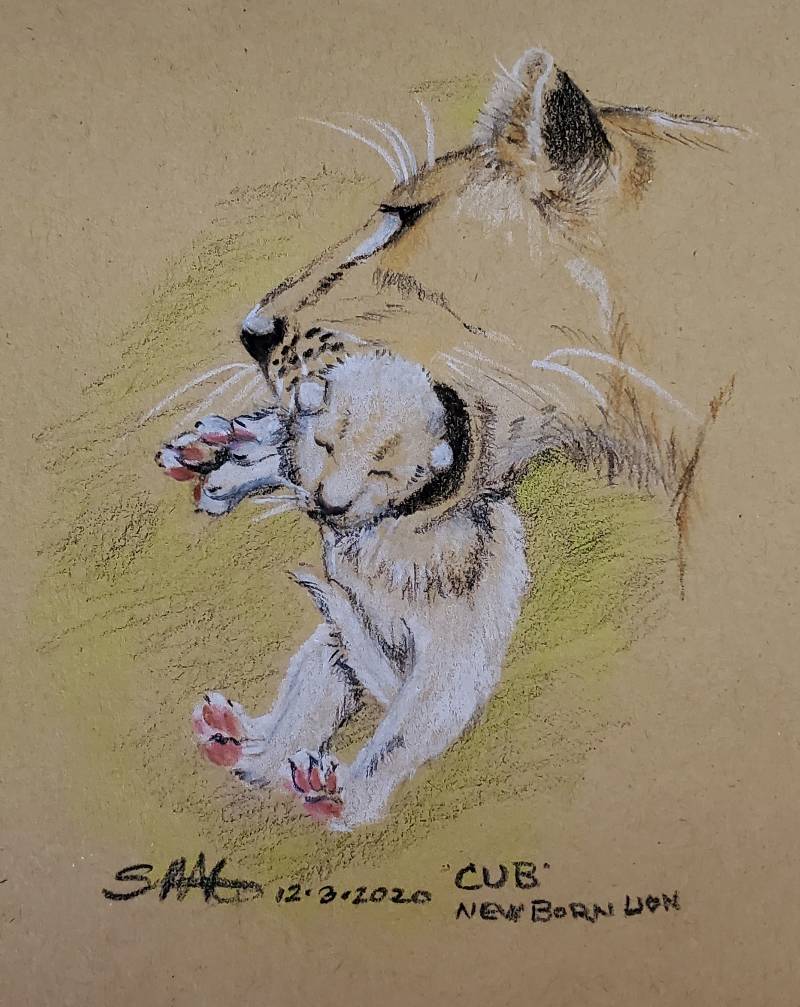 cub by sammymac (Colored pencil)