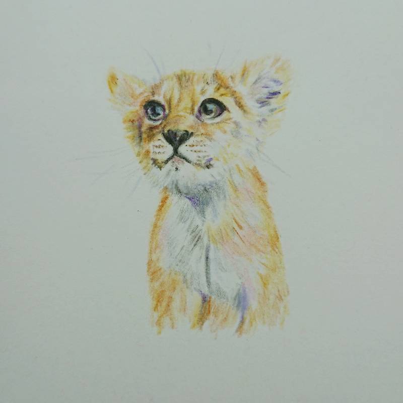 cub by meidraws (Colored pencil)