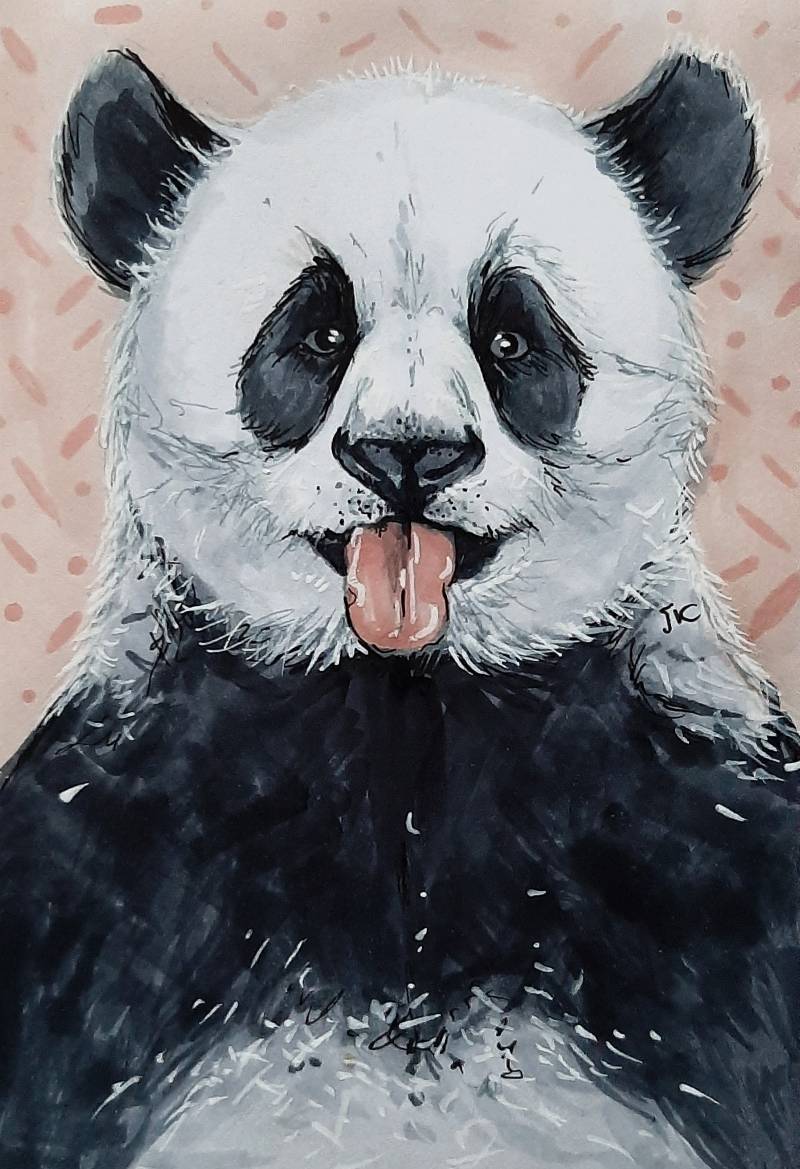 Small Panda Pencil Drawing By Suzana Stanoeva Artfinder, 41% OFF