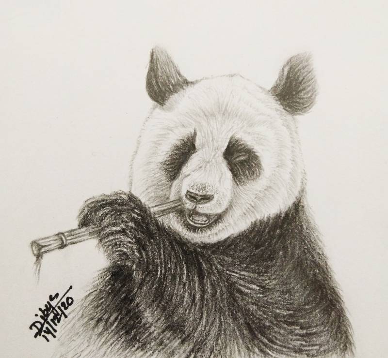 panda by Dibya (Pencil)