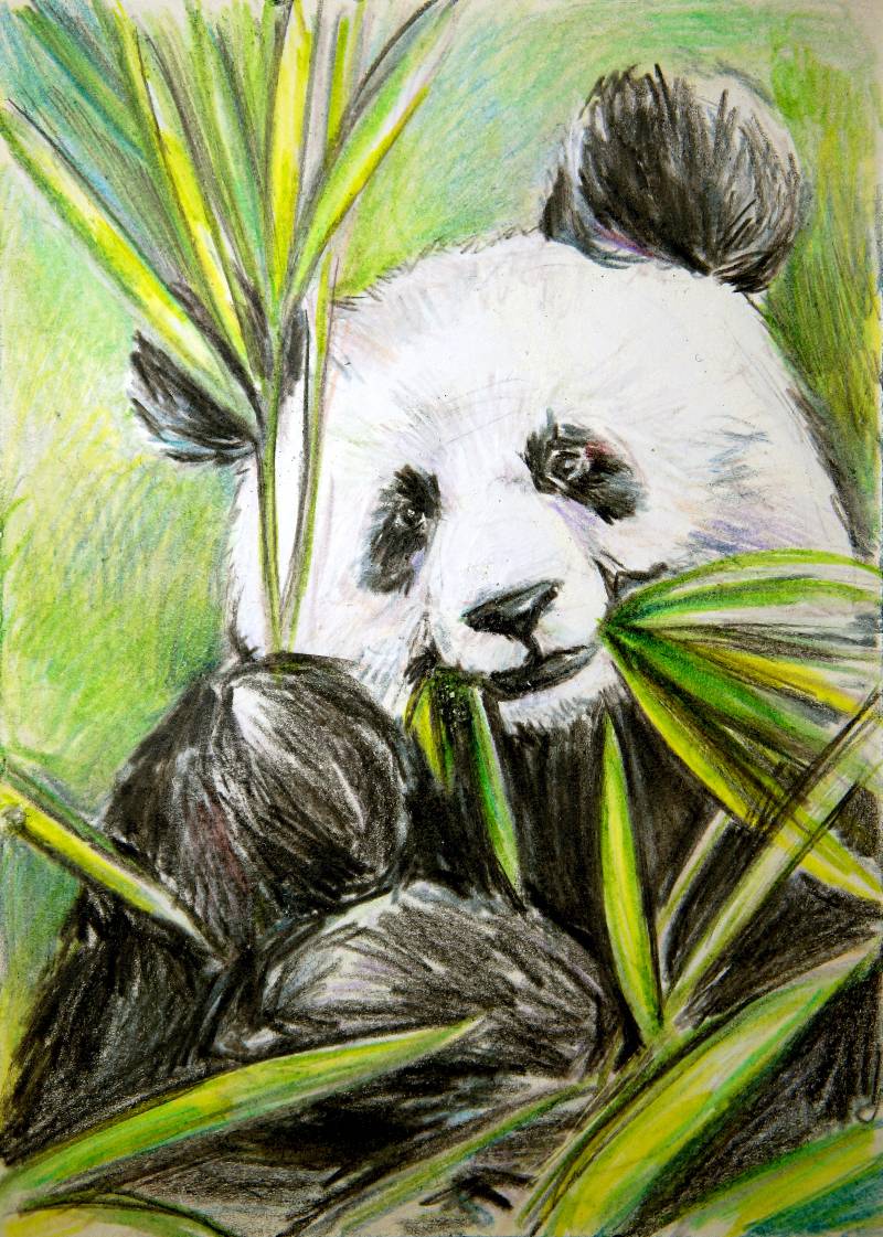 panda by Krina (Colored pencil)