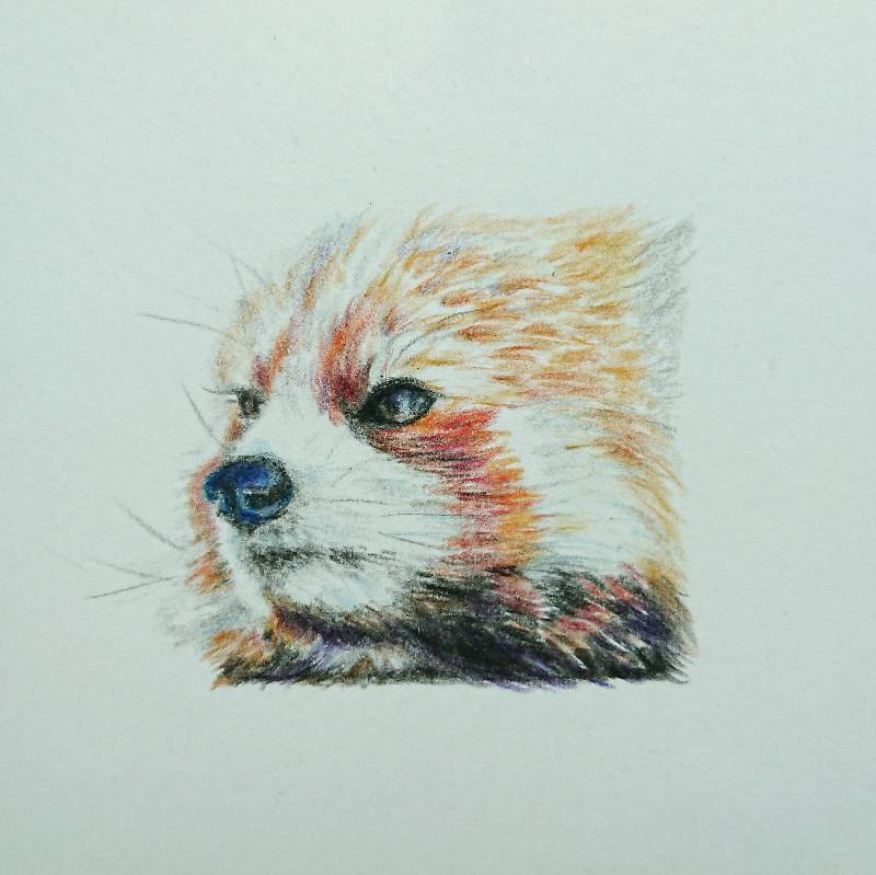 panda by meidraws (Colored pencil)