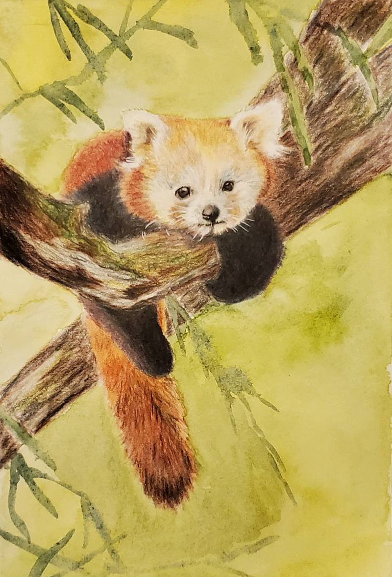 panda by Lizzie832 (Colored pencil, Watercolor)
