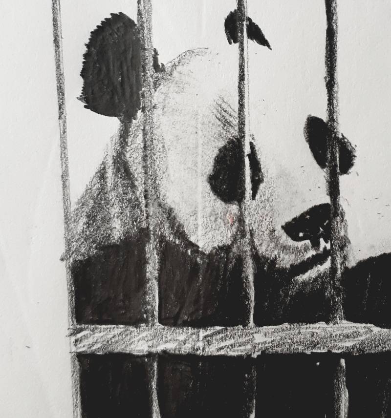 panda by pizzaradiata (Pencil)