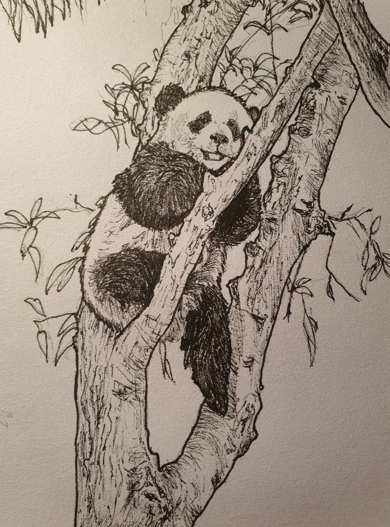 Panda drawings