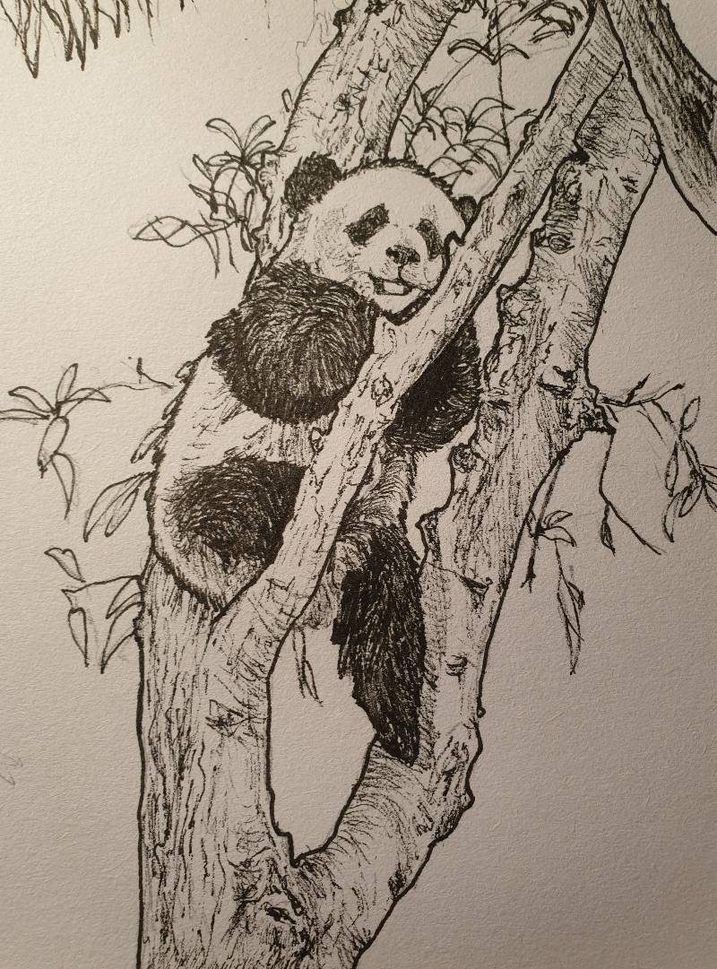 pandas drawings