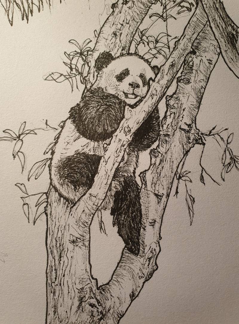 How To Draw A Panda Inspiration Sketch A Day How To Draw A Panda Inspiration Sketch A Day