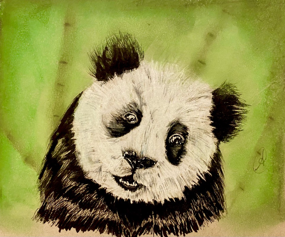 panda by ARTISTIC (Pen, Ink, Colored pencil, Soft pastel)