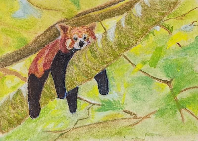 panda by jimcf (Soft pastel)