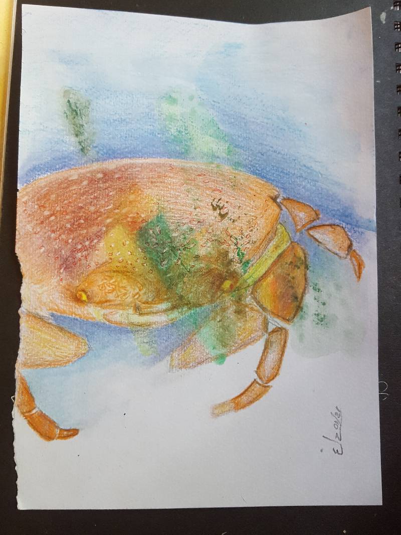 crab by caboodle (Pencil, Watercolor, Ink, Colored pencil, Soft pastel)