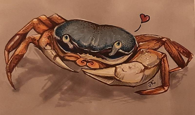 crab by tamileexyz (Pen, Markers)