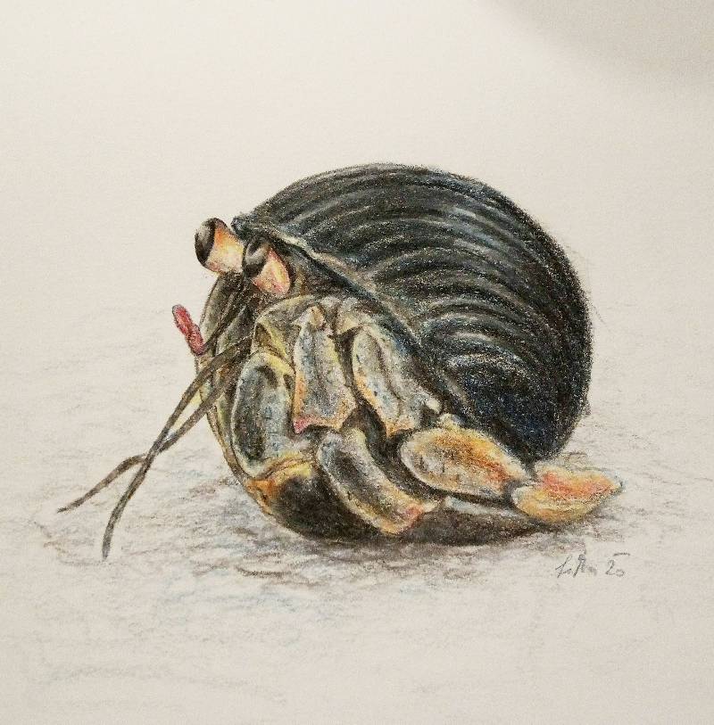 crab by SiMa (Colored pencil)