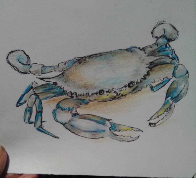 crab by letha (Pencil, Pen, Colored pencil)