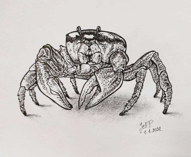crab by Jell (Ink)