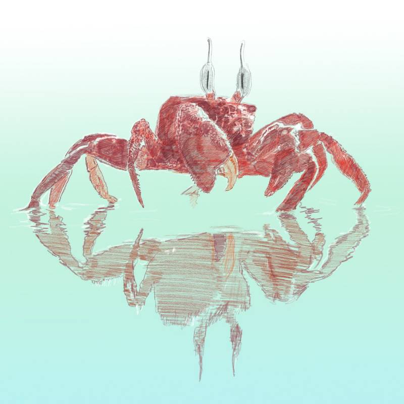 crab by MartinSalias (Pencil)