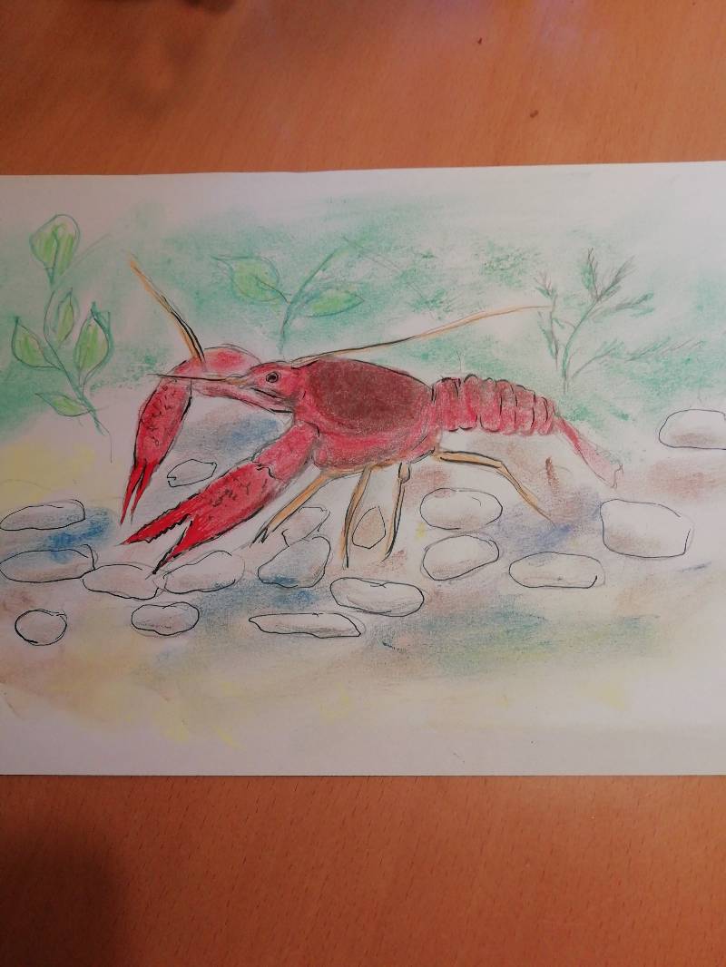 crab by Ekisz (Pen, Soft pastel, Colored pencil)