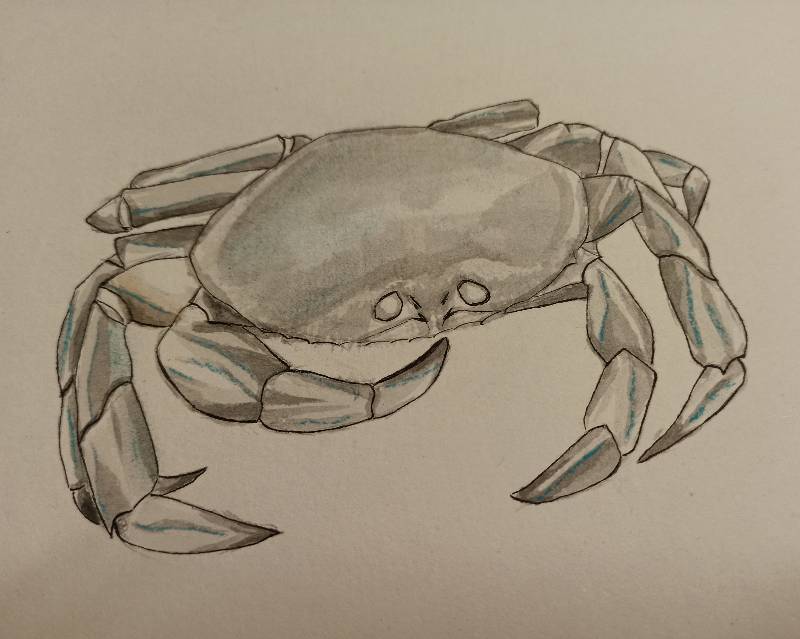 crab by lill987 (Watercolor, Ink, Soft pastel)