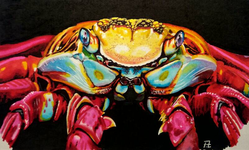 crab by Fenja (Markers, Colored pencil, Acrylic paint, Other)