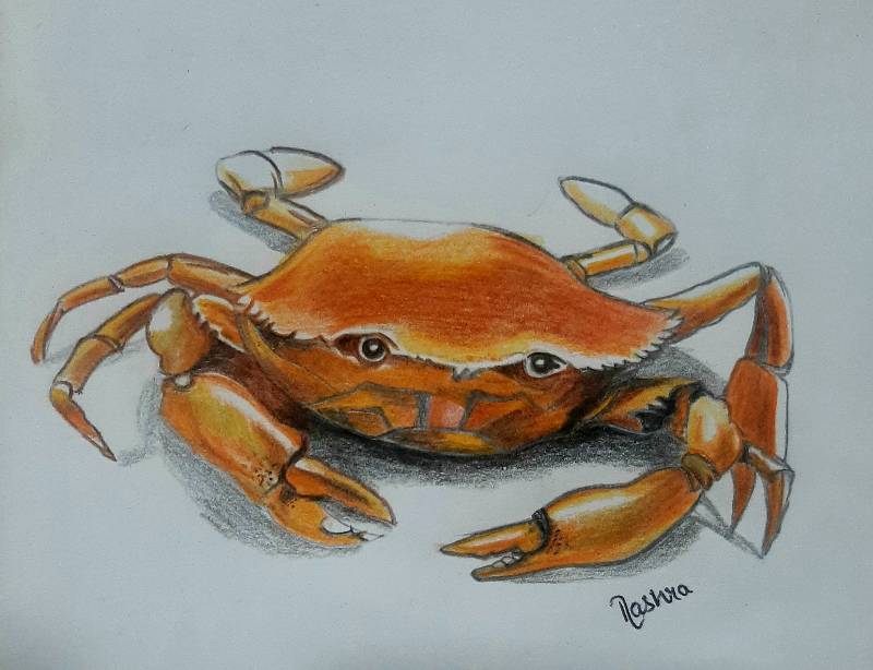 crab by Nashra (Pencil, Colored pencil)