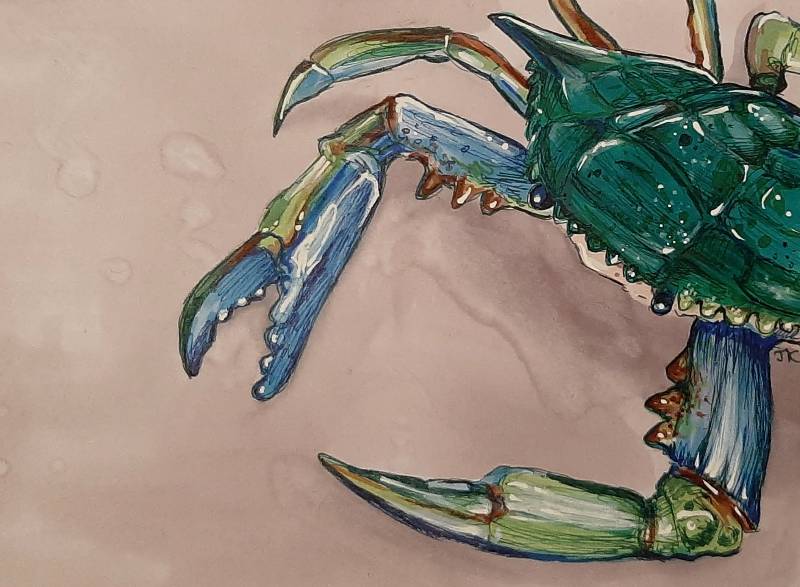 crab by tamileexyz (Pen, Markers)