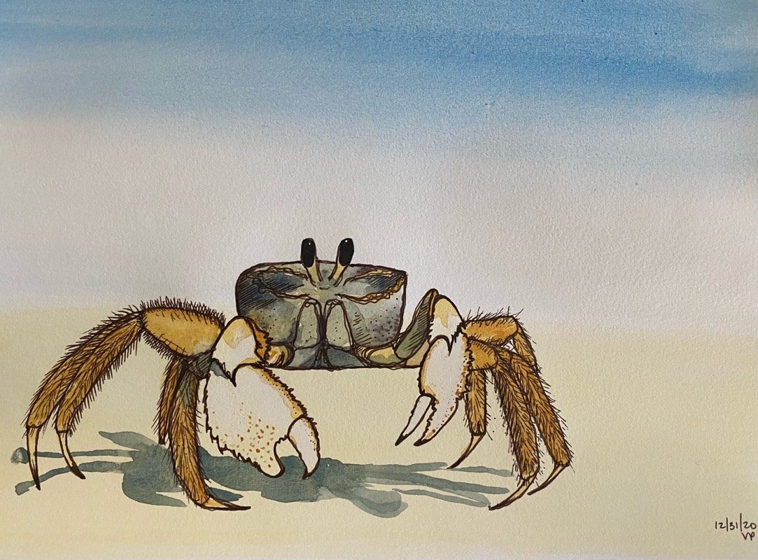 crab by veronicaparsons (Watercolor, Pen)