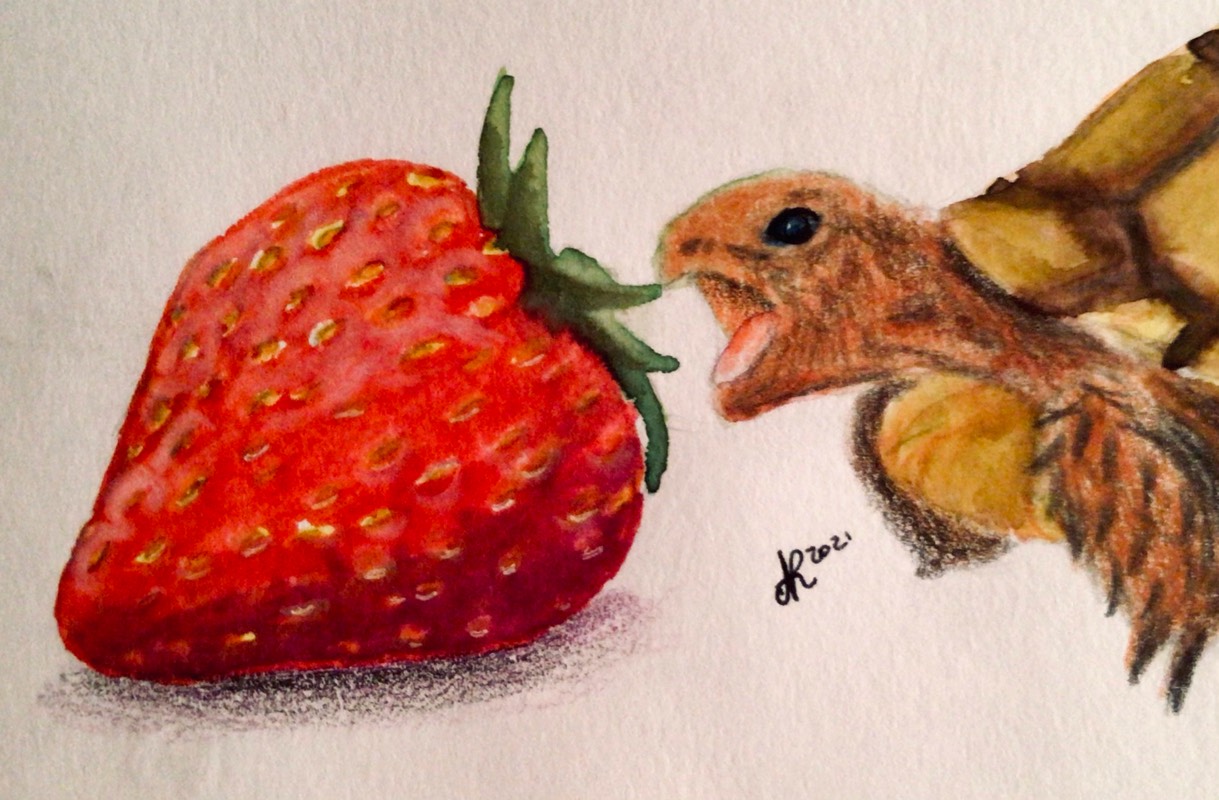 fruit by Niomix (Markers, Colored pencil)