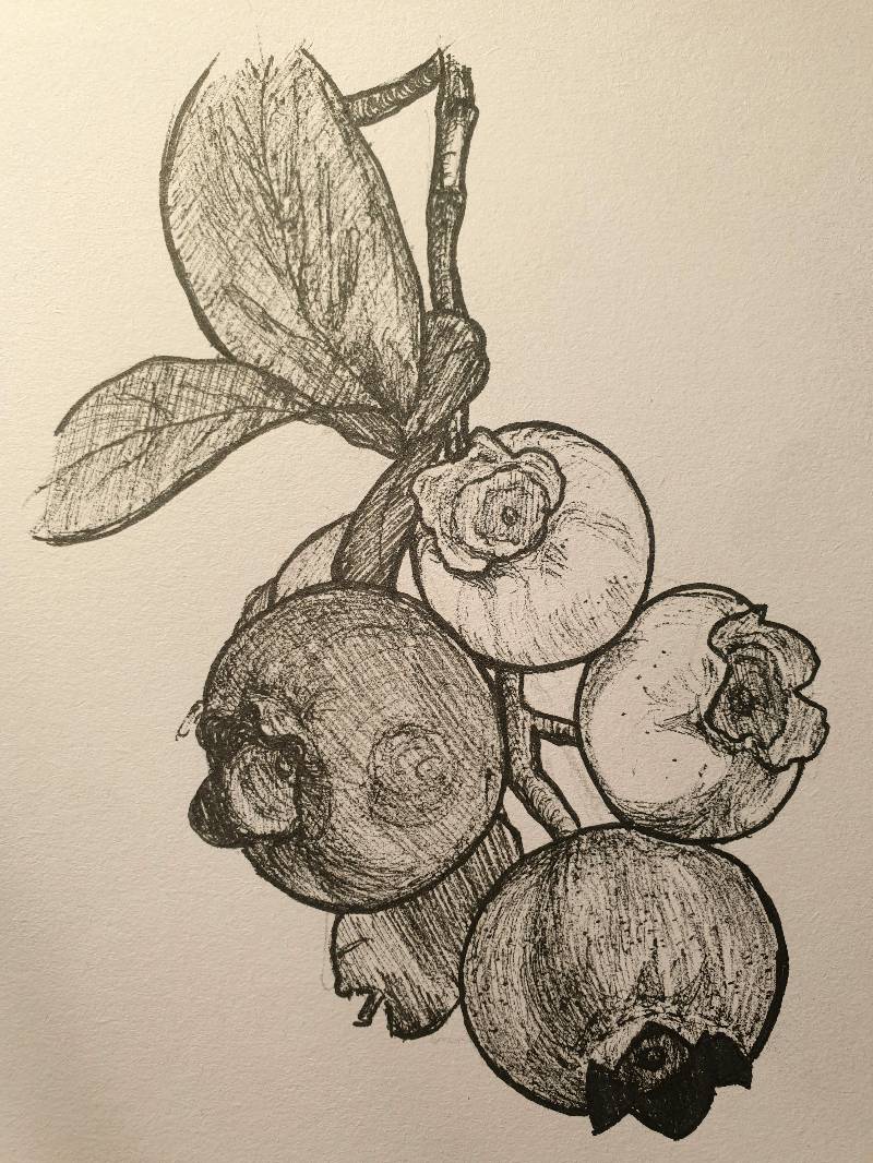 fruit by Magae (Ink)