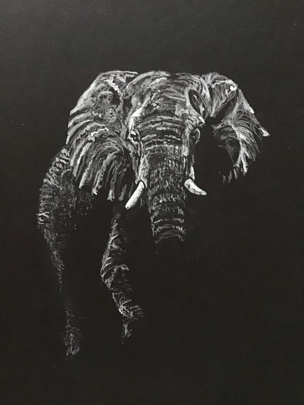 elephant by Sally (Colored pencil)